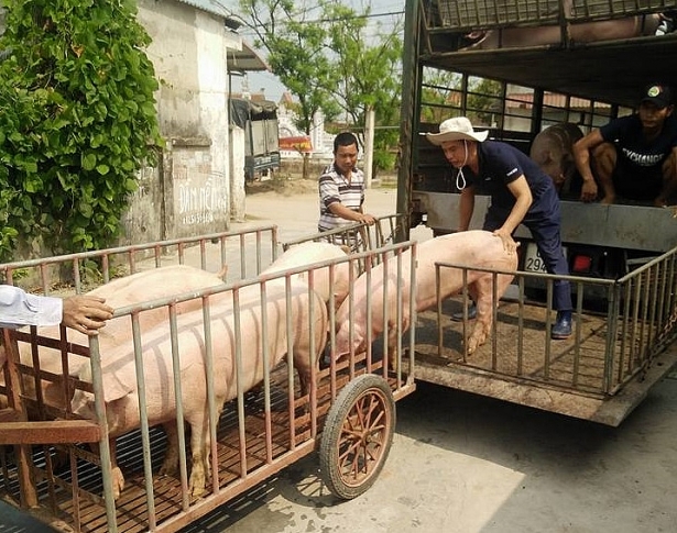 Giá heo (lợn) hơi hôm nay (5/11): Có nơi giảm còn 43.000 đồng/kg