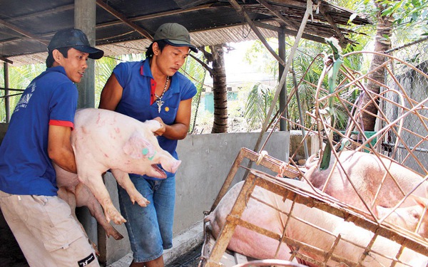 Giá heo hơi hôm nay 16/5: Sắp cán mốc 50.000 đồng/kg lợn, người nuôi tiếc vì “lợn không, chuồng trống”