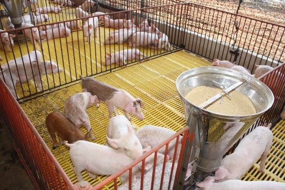 The seductive promise of Vietnam’s pork sector