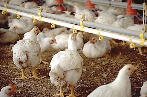 Improving Performance of Broilers Fed Lower Digestible Protein Diets