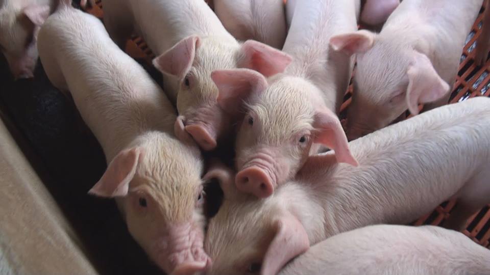 Proper Trace Mineral Nutrition Can Increase Longevity in Sow Herds