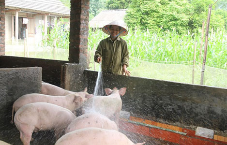 Lợn tại Lào Cai tăng 5 – 6 giá/ngày, khó dự đoán tới đây