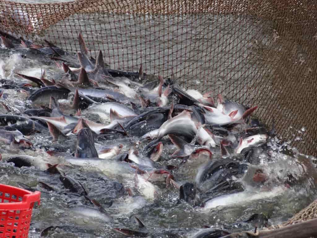 Quy chuẩn kỹ thuật quốc gia về cơ sở nuôi cá tra trong ao 