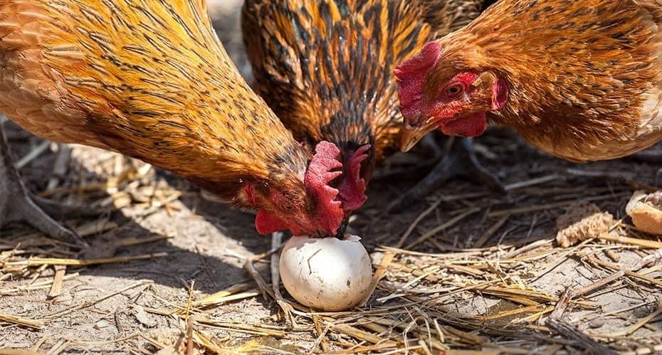 Phòng ngừa và bỏ tật ăn trứng ở gà mái