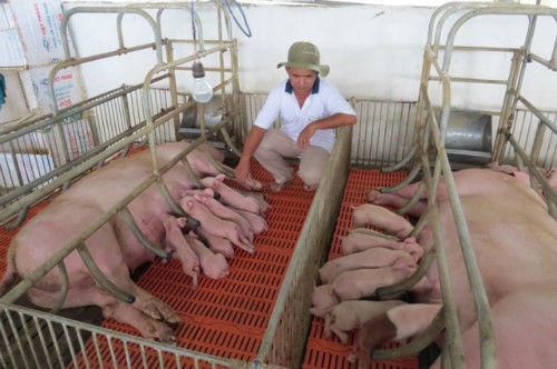No Transmission of Hepatitis E Virus in Pigs Fed Diets Containing Commercial Spray-Dried Porcine Plasma