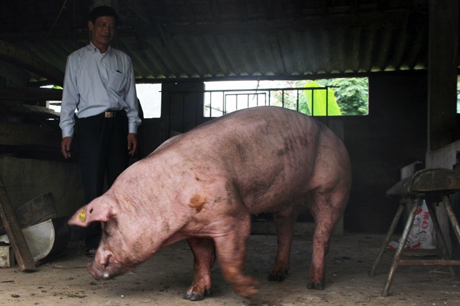 Khó khăn trong việc cải tạo chất lượng đàn lợn tại Nghệ An