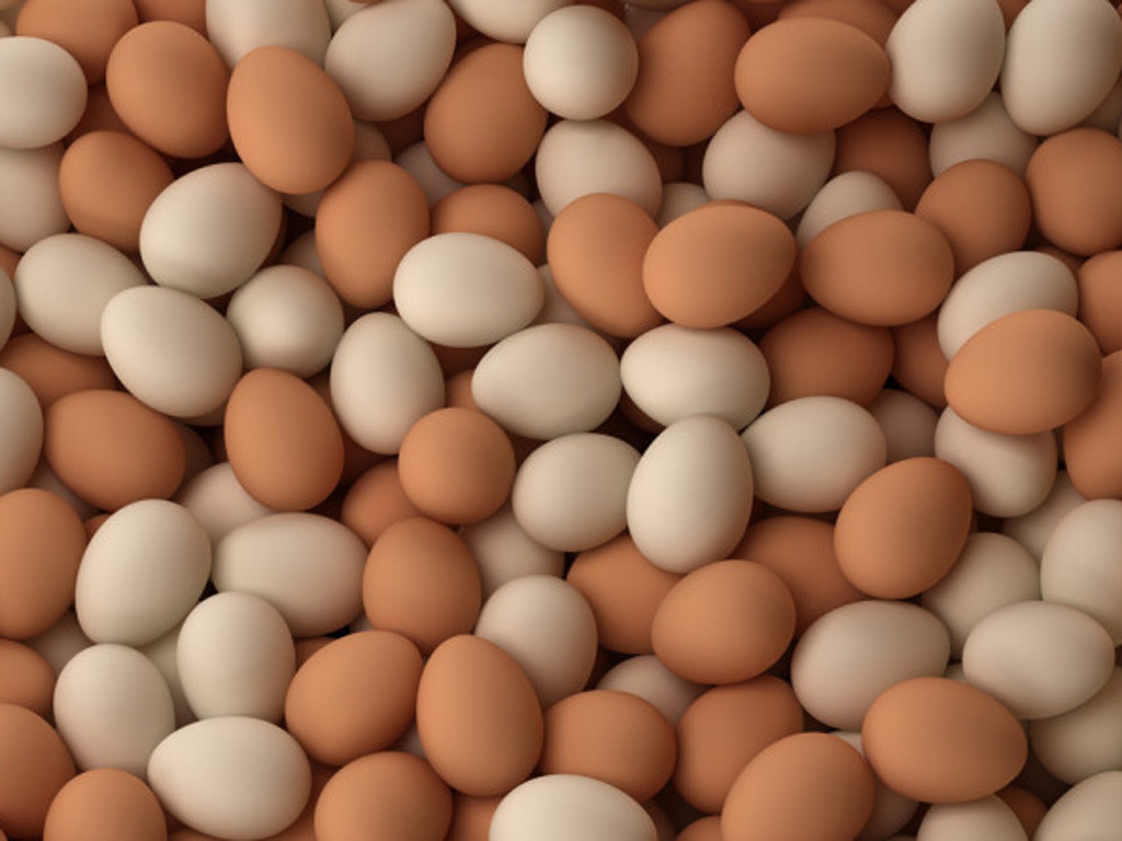 Mô hình nuôi gà ta lấy trứng làm giàu tại Bình Định