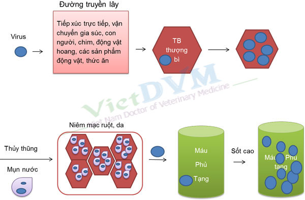 Bệnh lở mồm long móng trên heo (Foot & Mouth disease – FMD)