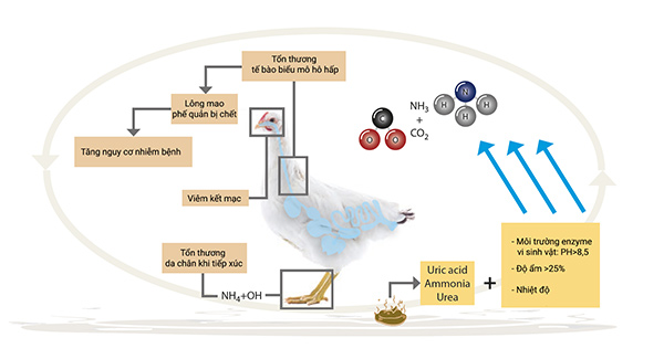 5 lời khuyên trong việc quản lý tốt Amoniac trong chăn nuôi gà